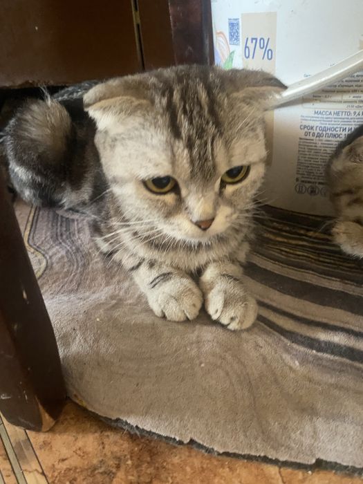 котята домашние