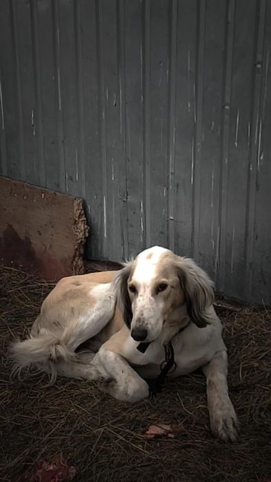 Осы арлан сатылады