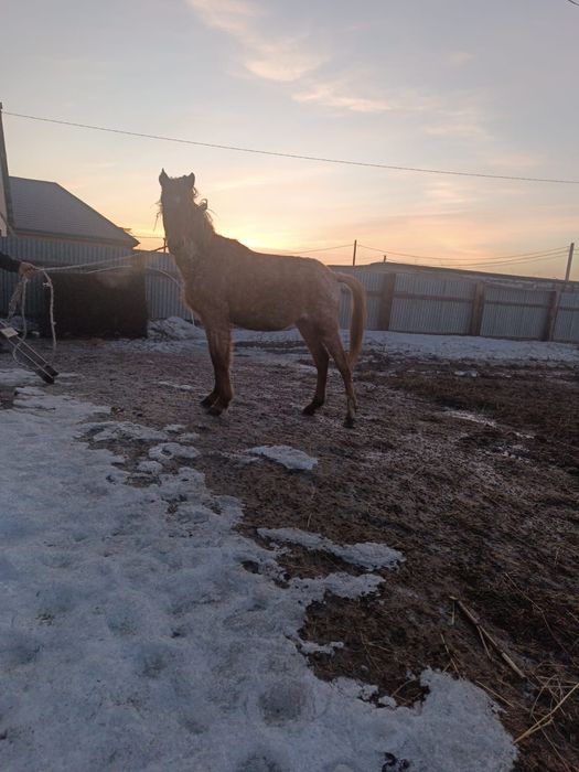 Продам баитал 1.10 мес