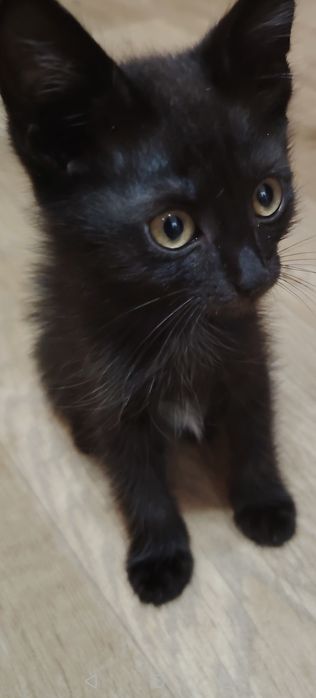 Котики маленькие