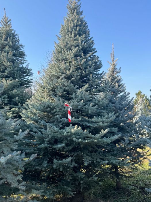 Елка крупномер 6 метров