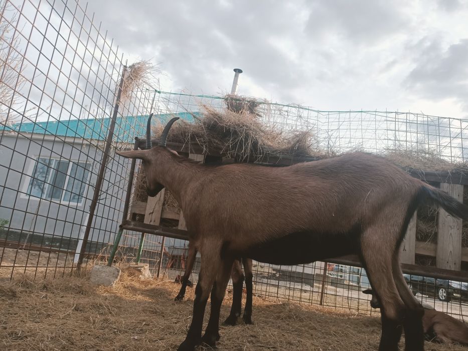 Ешкі сатылады, сутті ешкінің шыбыштары.