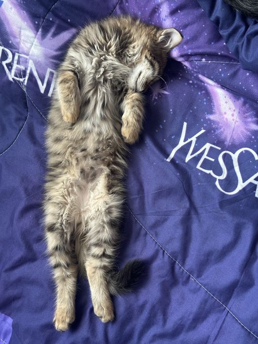 Отдам кота бесплатно