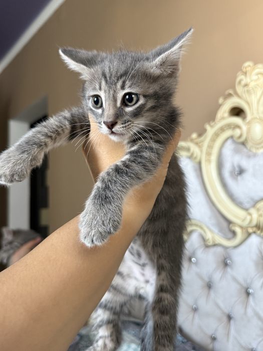 2 котенка/ 1,5 месяца мал/дев