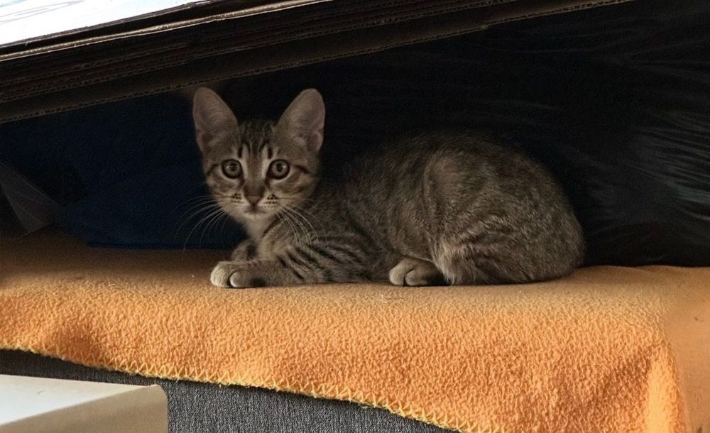 Подарявам 4 котета