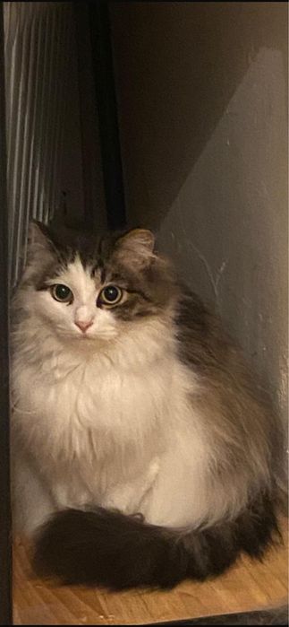 Длинношерстная кошка ищет дом