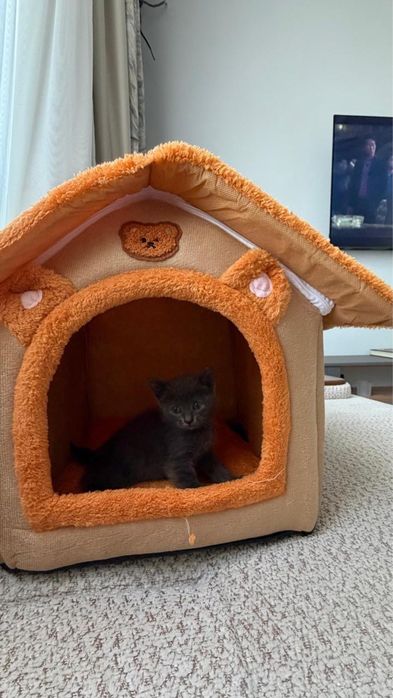 Британский котенок 1,5 мес