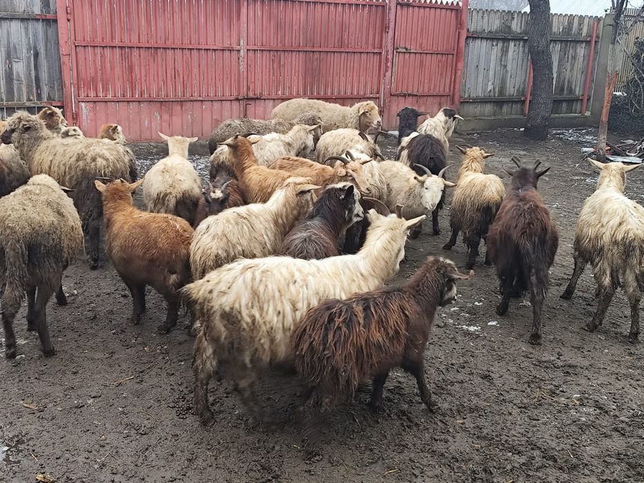 Vând 14 capre și 11 ieduțe