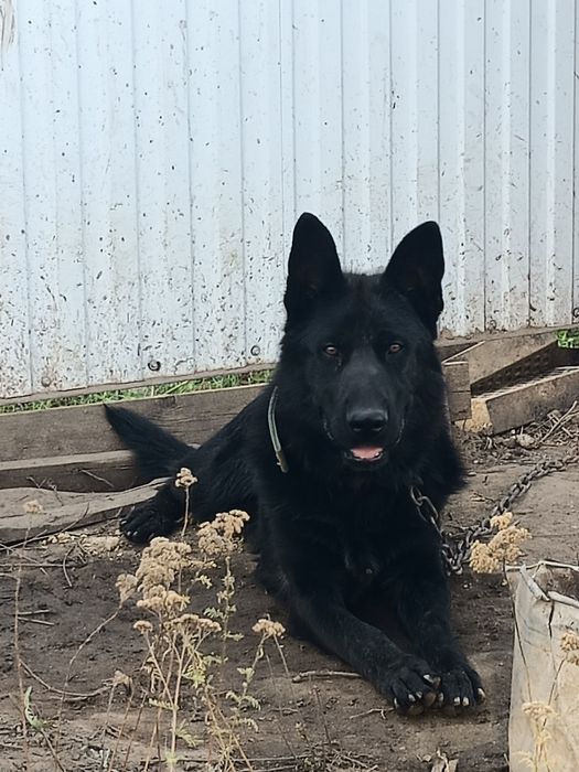 Орыс порно фильмінің трейлерін онлайн көріңіз