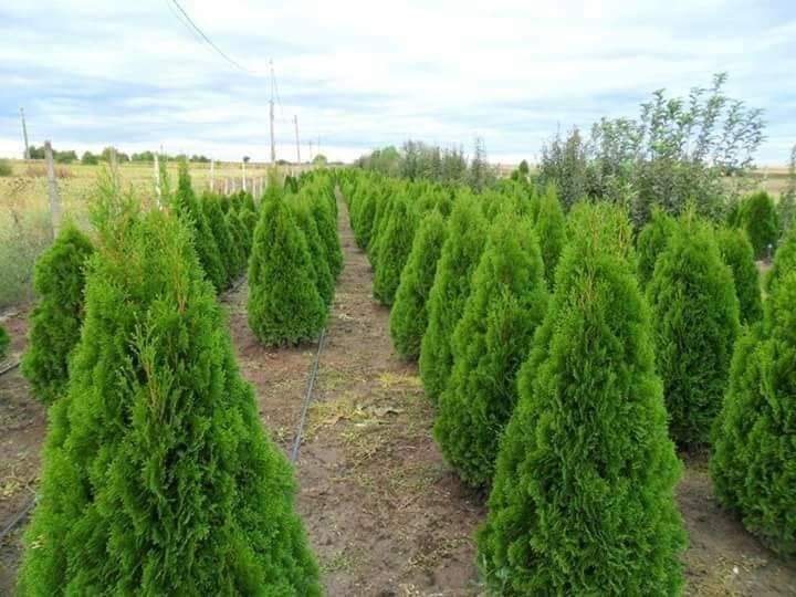 Gazon și plante ornamentale