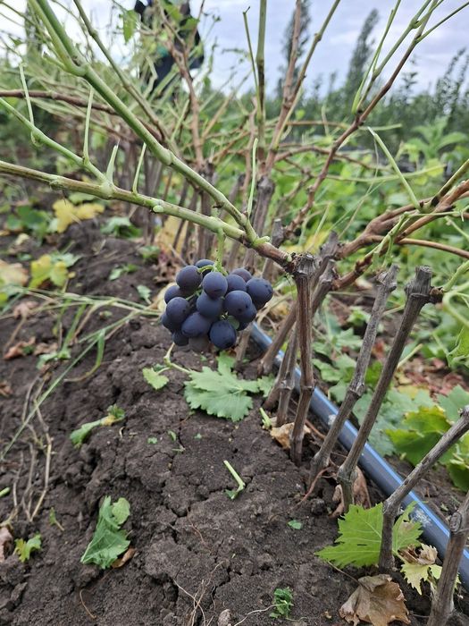 Butași viță de vie altoită si hibridă anul 3 de vegetație Certificați