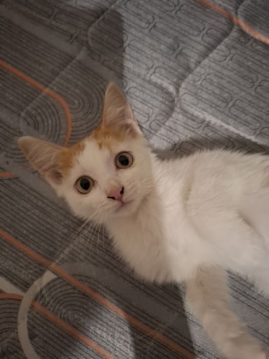 отдам котенка в добрые руки