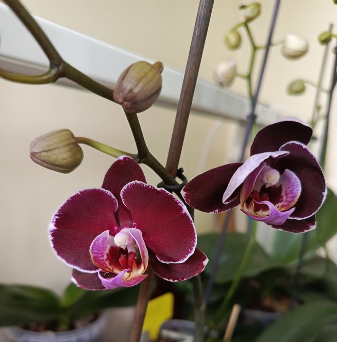 Продам орхидею. Очень много сортов.