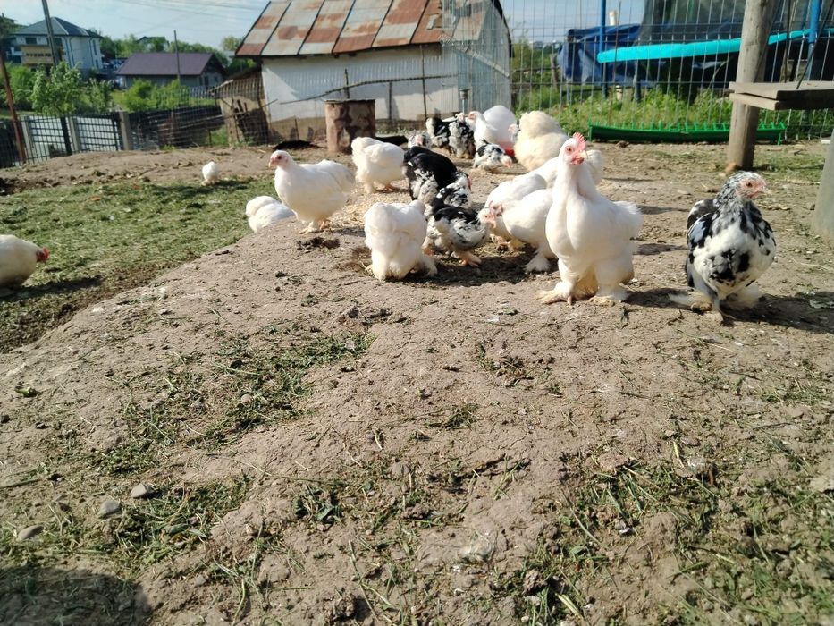 Pui Cochinchina pitic