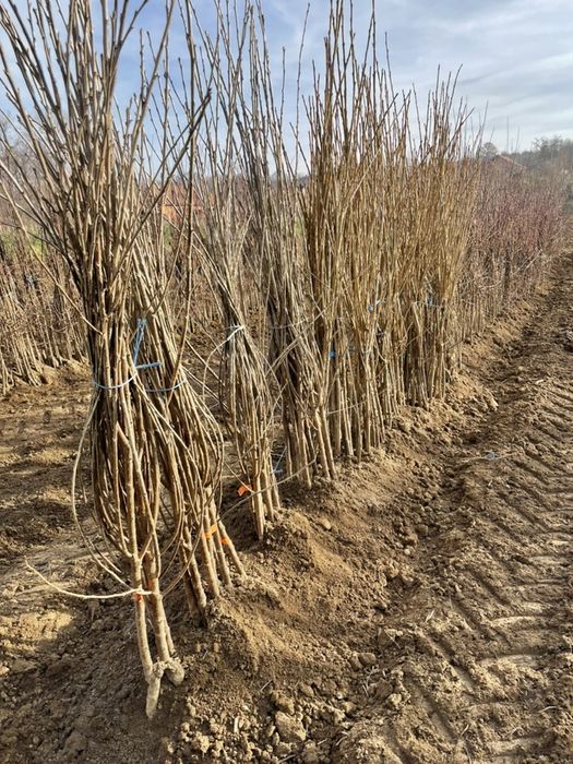 Pomi fructiferi Pepiniera Rad Dumitru