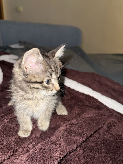 Отдам котенка в добрые руки