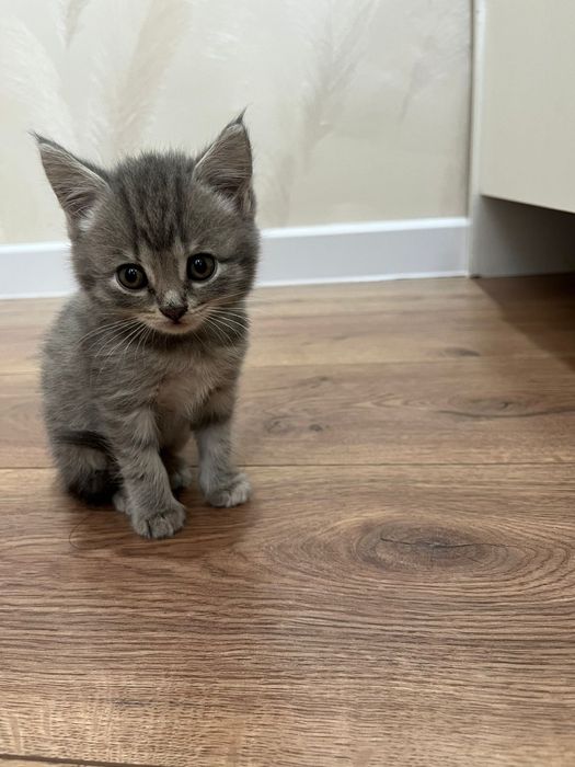 Котёнок породистый  ! Шотландская скоттиш Страйт