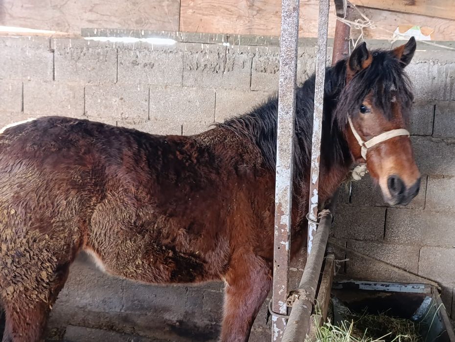 На откорме 2годовалая