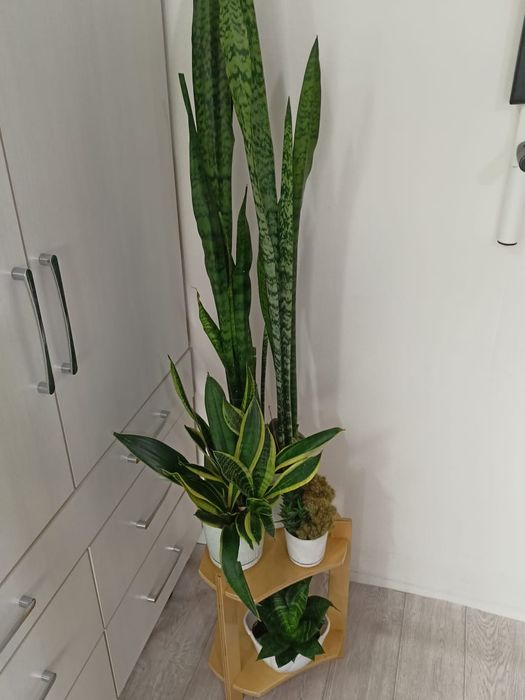 Подставки для цветов