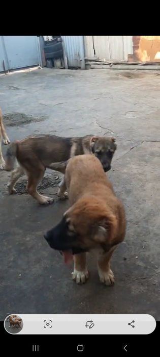 Продаются щенки Алабаи