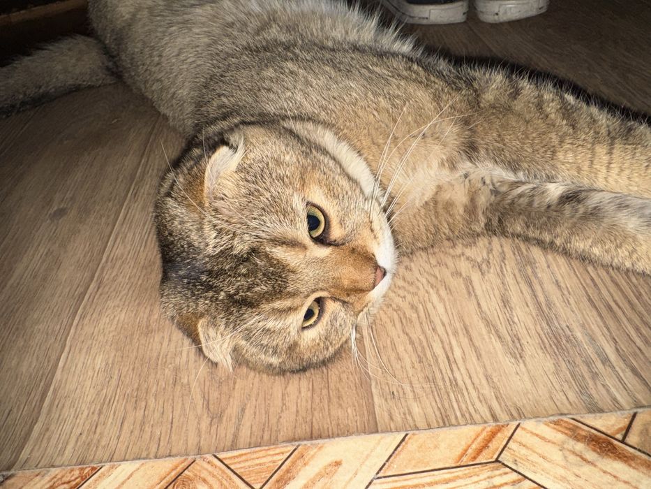 Кот скотиш фолд малкчик