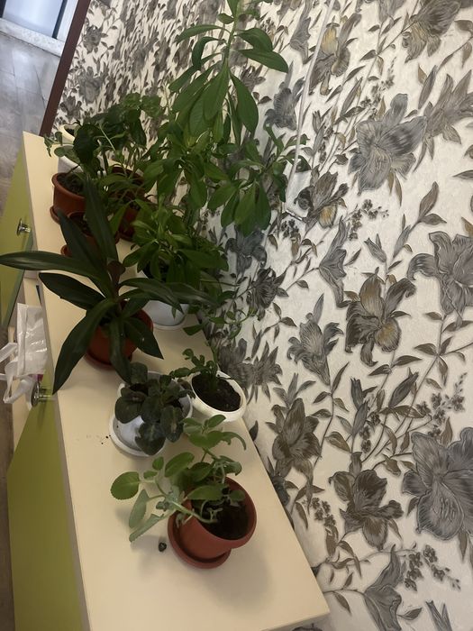 Комнатные растения