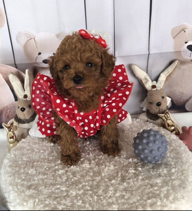 Пудел той /Poodle toy с родословие