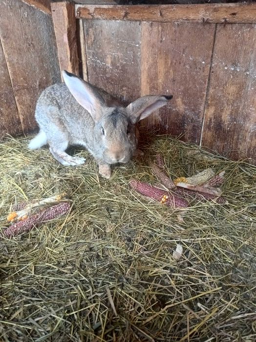 Schimb 4 iepurii cu găini