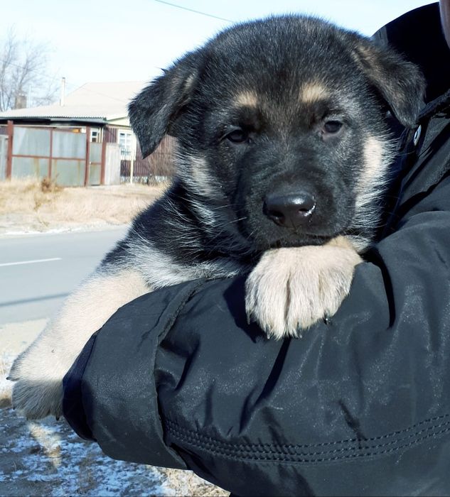 Восточноевропейская овчарка