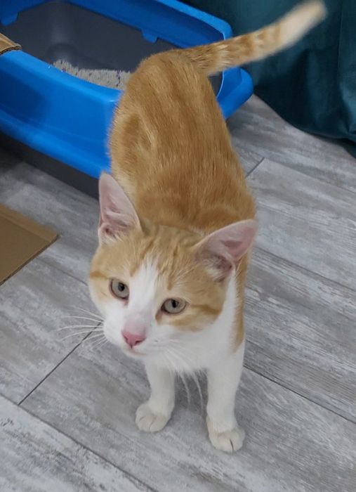 Невероятно ласковый котик