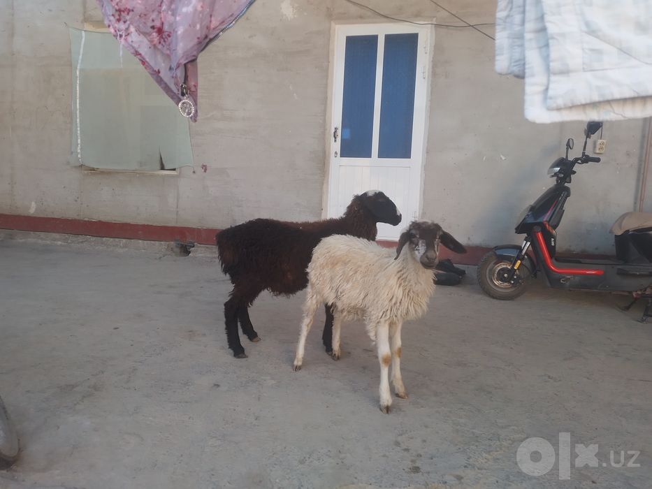 Egizak nar qazoqi Barra