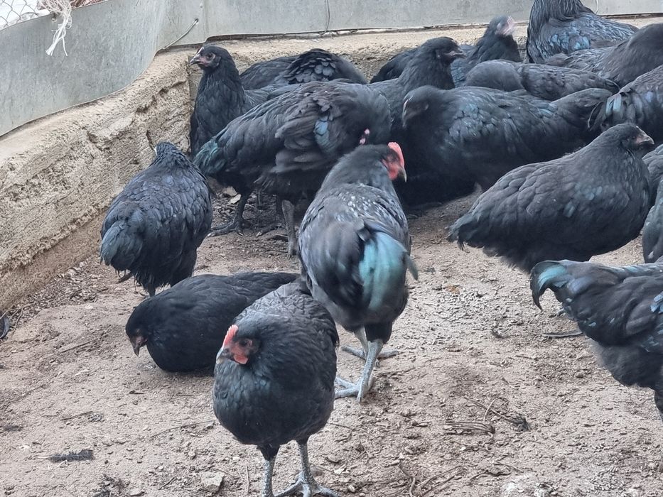 Австролоп чёрные куры