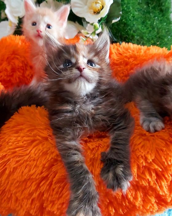 Котята МЕЙН КУНЫ. От 2х месяцев