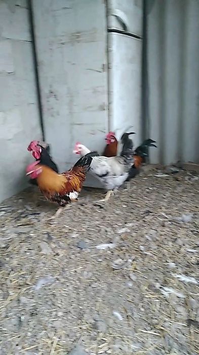 Невзрослые,ёщё молодые петущки