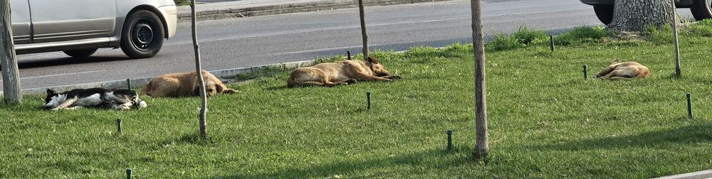 Собаки только в Добрые Руки !