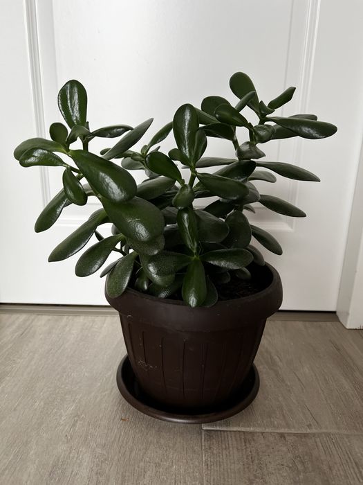 Arbore de jad sau pomul banului…