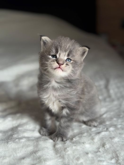 Котята Мейн-кун