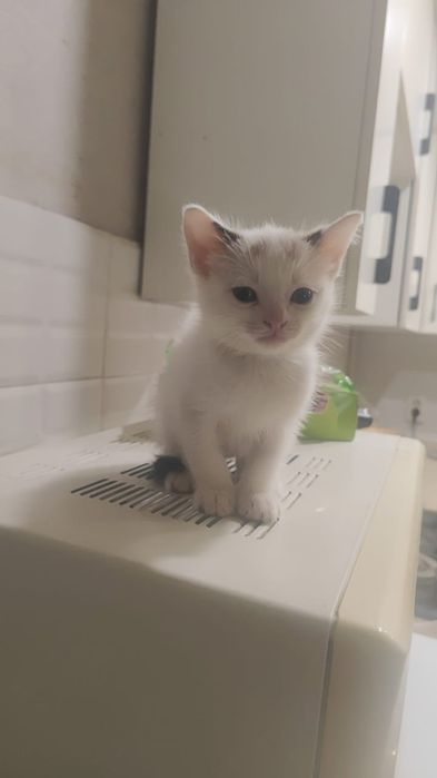 Отдам бесплатно котят