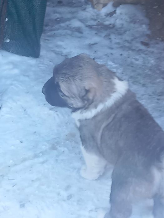 Продаются щенки алабая