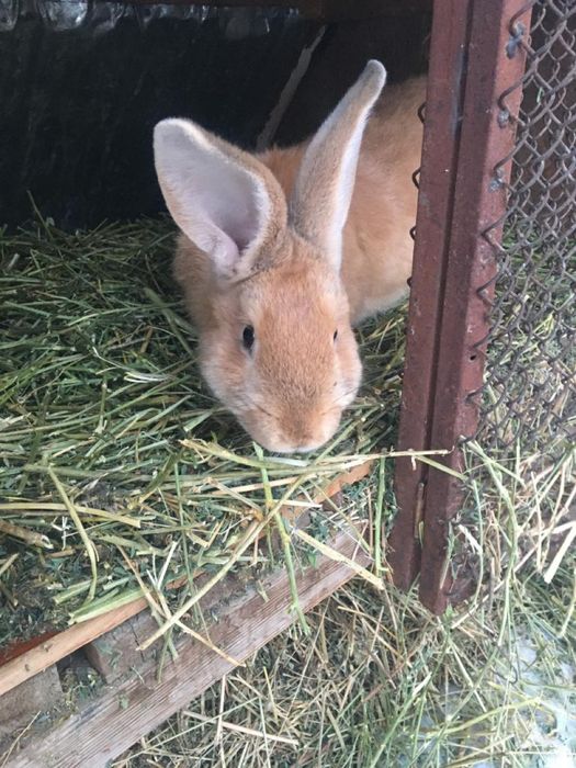 Кралы и кралихы прадам