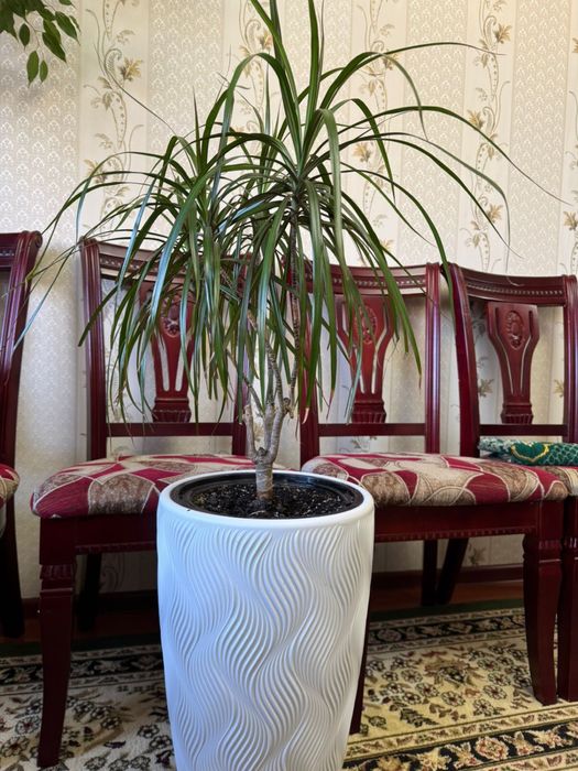 комнатные гүлдер сатылады