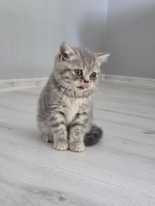 Британски късокосмести котета