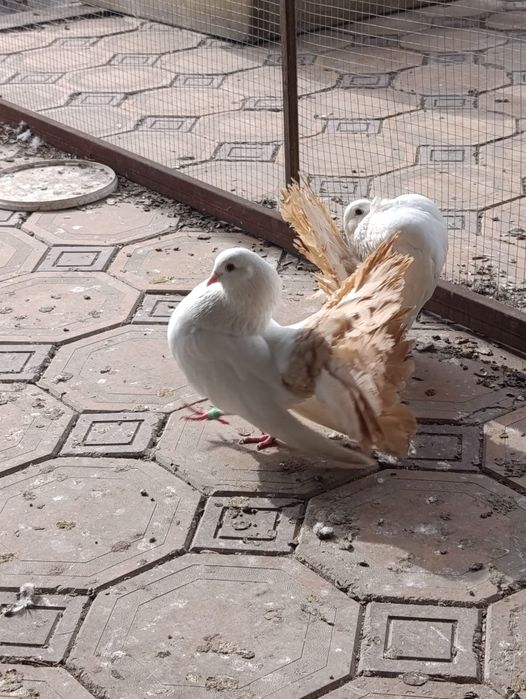 Продам голубей .