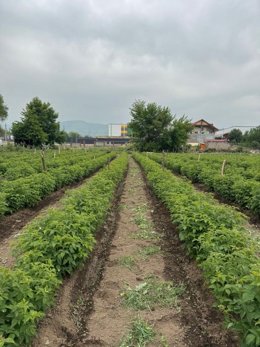 Участок 1 гектар