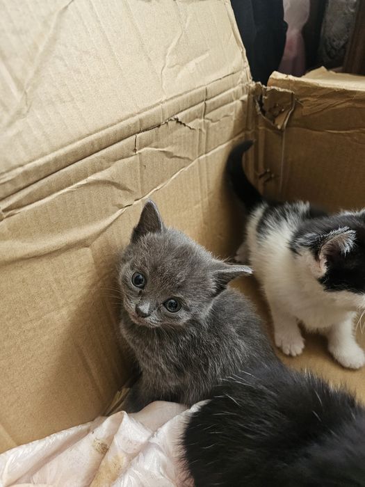 Отдам котят в добрые руки