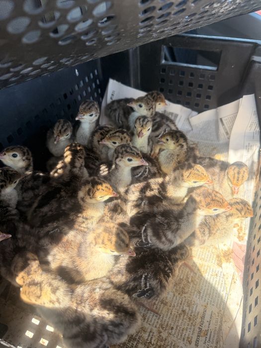 Рынок Улжан вся птица есть