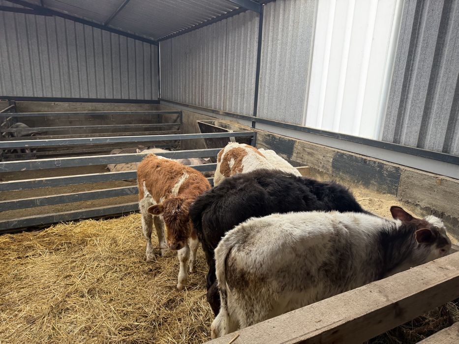 Vitei belga baltata si angus