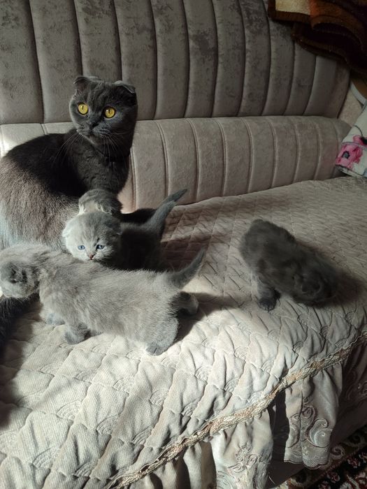 Котята вислоухие шотландцы