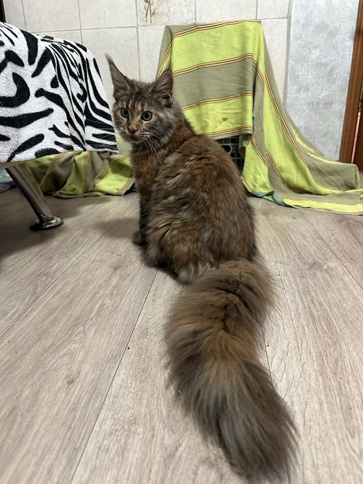 Котята Мейнкуны! Девочки