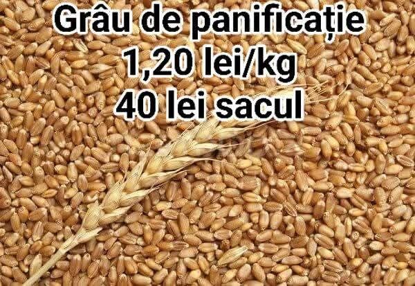 grau ,porumb,uruiala